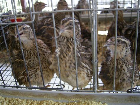 Burung puyuh dibagi menjadi empat jenis yang telah tersebar di seluruh dunia. AsSakinah Agro: Penternakan Burung Puyuh