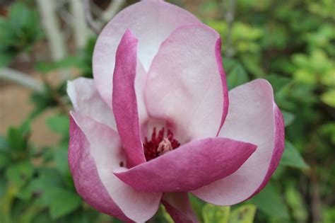 Saucer magnolia (magnolia x soulangiana) is a small flowering how to grow saucer magnolia. What's Blooming at Bayou Bend? Magnolias! | Inside the ...