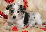The energetic blue heeler husky mix will require proper training and early socialization. Australian Cattle Dog Mix Puppies For Sale | Puppy Adoption | Keystone Puppies