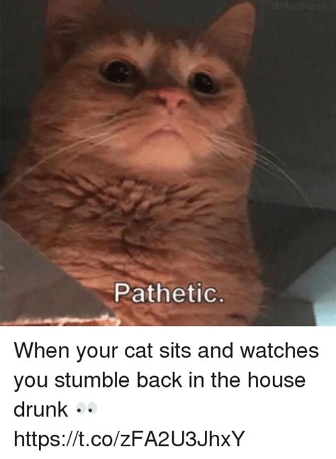 Lift your spirits with funny jokes, trending memes, entertaining gifs, inspiring stories, viral videos, and so much. Pathetic When Your Cat Sits and Watches You Stumble Back ...