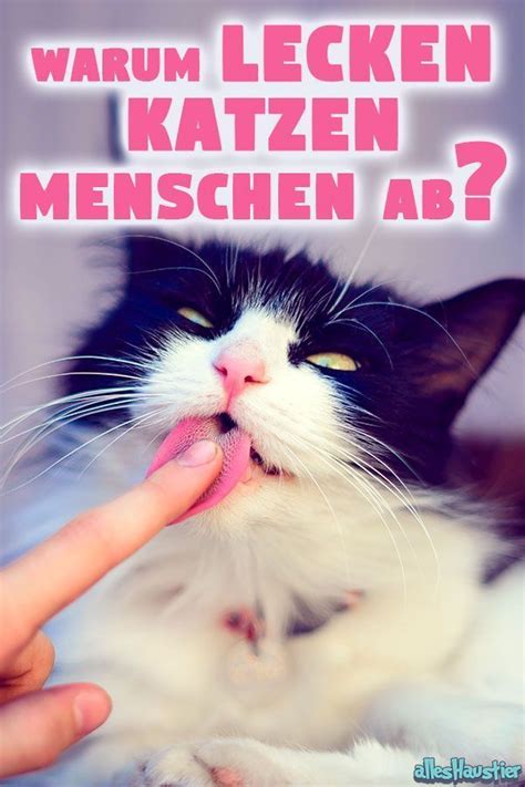 Goofy macht es nur noch ganz ganz selten, sie bauen über die art stress ab, fühlen sich über die zunge. Katze leckt mich ab: Das sind die Gründe | Alles Haustier ...