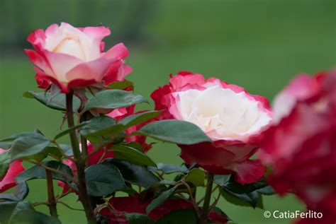 rose bicolore Foto % Immagini| macro e close up, macro fiori e piante ...