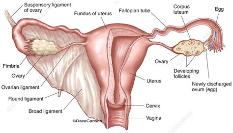 The ovary is a paired structure, located in the upper pelvic cavity. Female Reproductive System (labelled), illustration ...