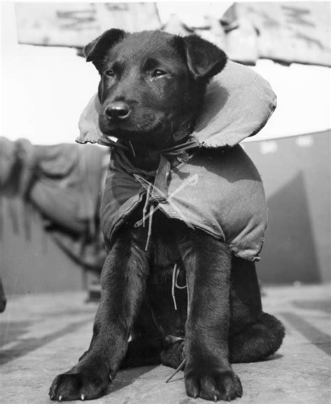 Military life is all about discipline and uniform behavior, so it can be difficult to stand out. 1103143.png | Dogs, Military working dogs, Work with animals