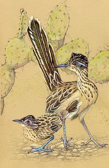 It produces beautiful tubular flowers in the spring. Roadrunner - Sonoran Desert Detectives