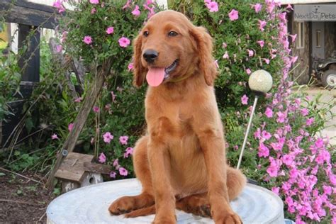 Golden retriever puppies are also incredibly social. Golden Irish puppy for sale near Akron / Canton, Ohio. | 0a8ca4ff-5c21