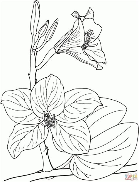 Select from 35915 printable crafts of cartoons, nature, animals, bible and many more. Rain Forest Trees Coloring Page - Coloring Home