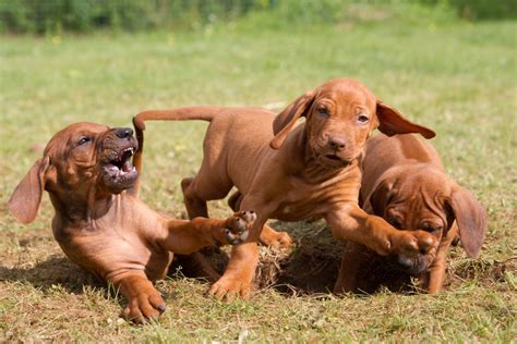 Hier postet die pressestelle der berufsfeuerwehr. Rhodesian Ridgeback: Der sanfte Jagdhund aus Südafrika