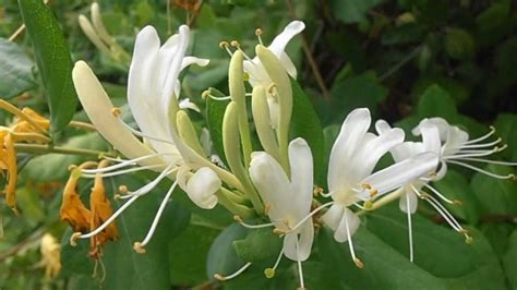 De 3 hasta unos 6 metros de altura aproximadamente. MADRESELVA: Lonicera japonica (http://www.riomoros.com ...