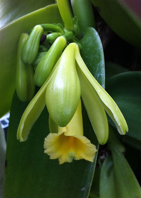 Beautiful flower vanilla planifolia orchid vintage image | etsy. Plain Vanilla, Rich History - Plant Talk