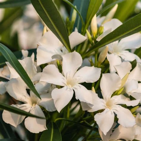 Oleander is a tree, which height is about 15 to 20 feet. White Nerium Oleander Tree | Fast growing trees, White ...