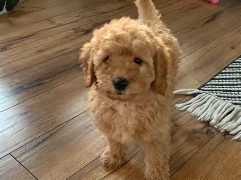 Our focus at safari doodles is breeding the best genetics, paired with quality raising to match families with the exact dog for their needs. Goldendoodle Puppies Mn Rescue - Animal Friends