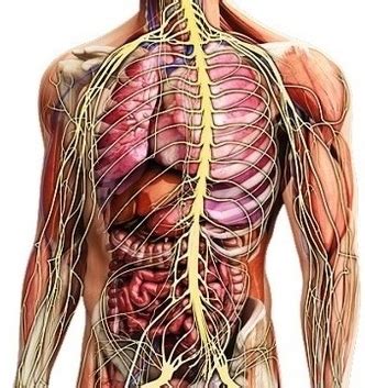 3d model of a human male body from the front and back. male nervous | Anatomy System - Human Body Anatomy diagram ...