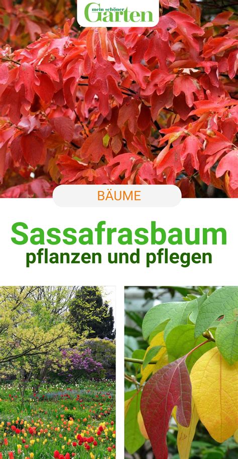 Der sassafrasbaum , auch fenchelholzbaum oder nelkenzimtbaum genannt, ist eine pflanzenart in der familie der lorbeergewächse. Sassafrasbaum: Hübsche Blätter und Herbstfärbung in 2020 ...