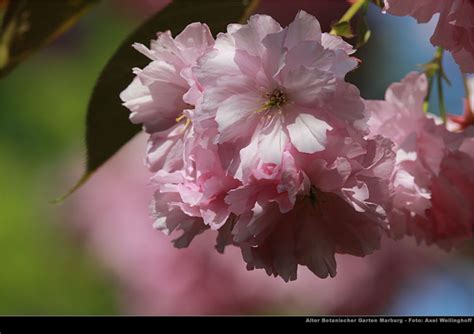 Maybe you would like to learn more about one of these? Japanische Zierkirsche (Prunus serrulata) im Alten ...