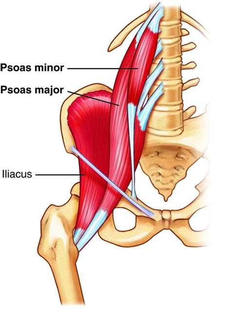 It joins to ligaments and muscles around the pelvis. Muscle and ligament pain in the lower back