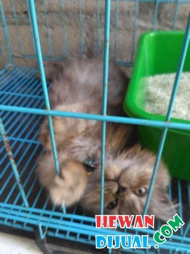 Sama seperti kucing persia lain, persia flatnose juga dilengkapi bulu sangat panjang pada bagian tubuhnya. Dijual Persia Medium Flatnose Usia 4 Bulan,pip Pup ...