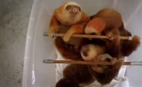 See more ideas about baby sloth, sloth, cute sloth. Bath time for baby sloths (VIDEO) | BOOMSbeat