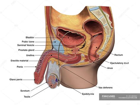 A regional study of human structure. Sagittal section view of male reproductive system with ...