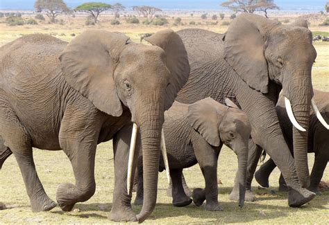 Wahrscheinlich wird hier euer flug landen, sodass ihr die zeit nutzen könnt, um die metropole mit. Reise nach Tansania und Kenia