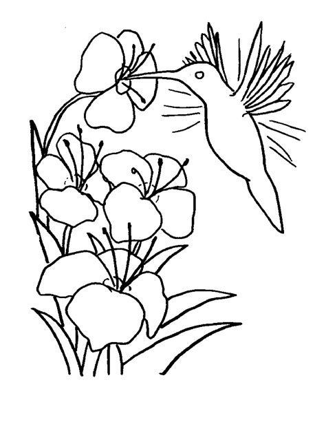 Hummingbird in flight.detailed drawing of a bird.handmade.vector illustration isolated on white a cute flying hummingbird on the abstract floral background with ornaments image for relaxing.a coloring book,page for adults.zen art style. Free Printable Hummingbird Coloring Pages For Kids