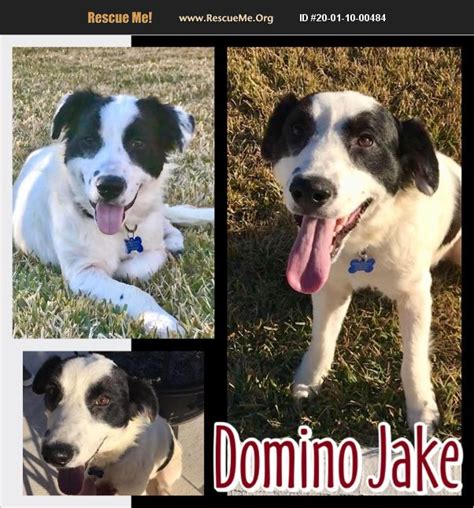 Check spelling or type a new query. ADOPT 20011000484 ~ Border Collie Rescue ~ Houston, TX
