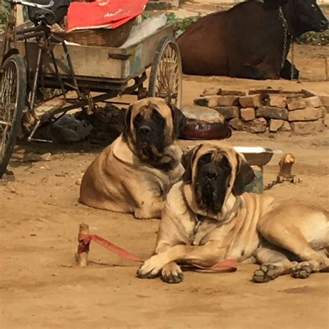 German shepherd puppies price range. Best, Top, online, Lhasa Apso, Rottweiler, German Shepherd ...
