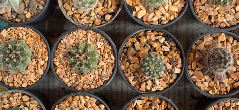 I took about an 18 inch section of san pedro cactus i'd had growing for years, about 3 inches diameter. Mescaline Cactus | Buy Mescaline Cacti Online