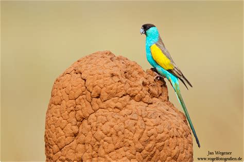 Er kommt ausschließlich in australien vor. Hoodedsittich (Psephotus dissimilis) Hooded Parrot (Forum ...