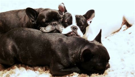 How do frenchies do around other pets? How to deal with Unpleasant smell from my French bulldog ...