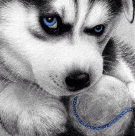 This review for the top 5 products and also the notable for writing and drawing, there is no better alternative than pencils. Beautiful blue eyes of Husky | Pencil drawings of animals ...