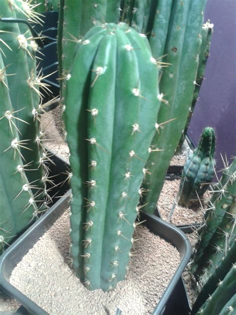 When do cactus flowers bloom? Chavin de huantar clone..........pachanoi???? - Cactus ...