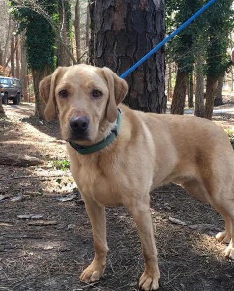 Learn more about golden retriever rescue of atlanta in roswell, ga, and search the available pets they have up for adoption on petfinder. Yeller | Atlanta Lab Rescue