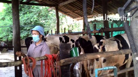 ฟาร์มวัวนม พอเพียง - YouTube