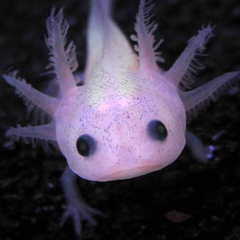 This axolotl sticker is amazing. Axolotl c: