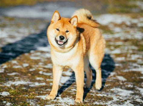 It blends with brown rice and barley for an excellent balance of carbohydrates and proteins, giving your dog all day energy and strength. Shiba Inu: Wesen und Verhalten des süßen Japaners