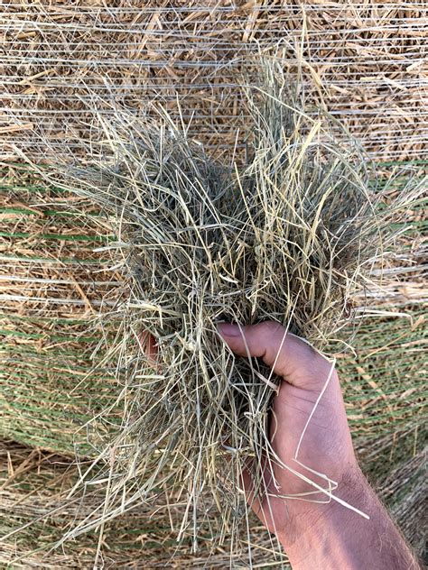 Bermuda is a c4 grass, and you need c3 grasses to grow as perennials in that state. Coastal Bermudagrass - Southeast Hay