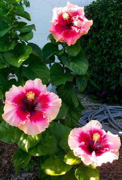 Hibiscus is rich in minerals, antioxidants, and vitamin c, and. dried hibiscus flowers #Hibiscus | Flores, Flores rosadas ...