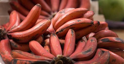 Eating the banana comb can cause nausea, paralysis, salmonella, e.coli, liver disease, comas, or in worse cases, death, etc. 7 Red Banana Benefits (And How They Differ From Yellow Ones)