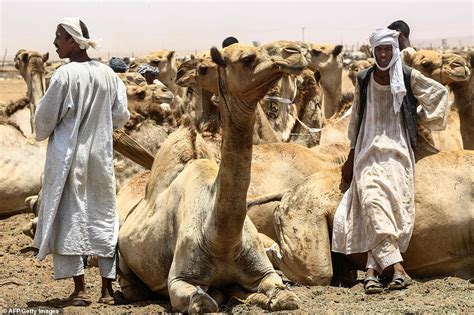 Camel camel camel or camelizer does not work with firefox. Camel traders use mobile cranes to move animals onto ...