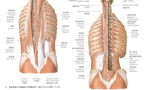 広告掲載 google について google.com in english. 【必見】理学療法における腰痛の分類と非特異的腰痛の臨床 ...