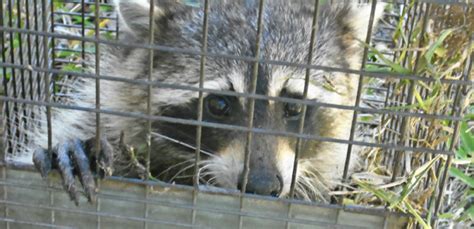 Wildlife, inc wildlife removal and pest control is renowned for being one of the most professional and certified animal control and pest control companies. Breaking WAN Exclusive; Indiana Residents, We Need Your ...