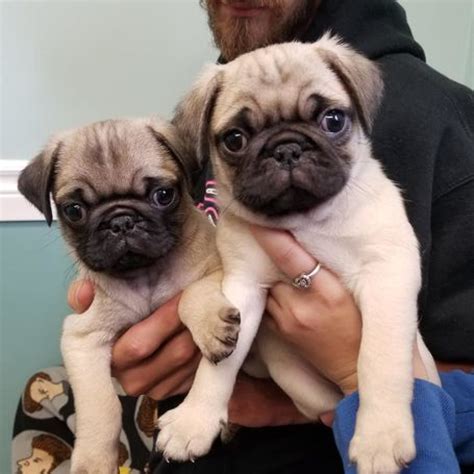 ** please refer to the subreddit rules listed in the sidebar of the new reddit design for the full list of rules that apply to /r/craigslist. Pug puppies for sale in michigan craigslist