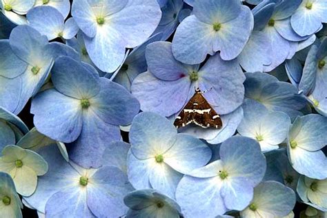 Sì, e sono in grado di decorare giardino e balcone dalla primavera all'inverno. Corriere della Sera