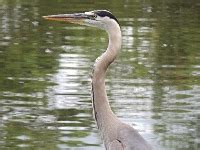 Heron - Great Blue Heron Info - Photo 4