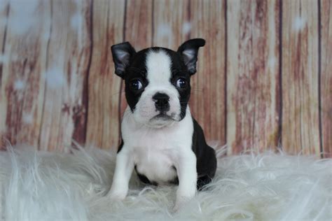 They were first known as round heads, bullet heads or bull terriers, but in 1889 they officially took the name boston terrier. Boston Terrier Puppies For Sale | Holmesville, OH #259662