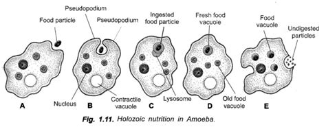 It is part of the gastrointestinal system. Life Processes Class 10 Important Questions and Answers ...