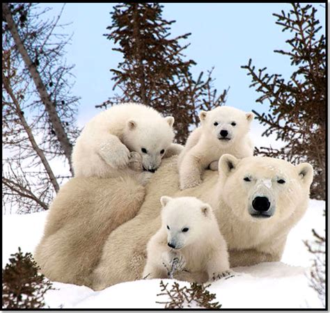 Le personnage principal s'appelle elsa. Top 20 des plus belles images d'animaux à la neige ...