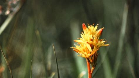 See more ideas about peat, ray, natural estrogen. Bog asphodel | Yorkshire Peat Patnership