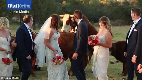 Vintage santa monica rip city skates shirt. Couple's wedding pictures interrupted by a mounting bull in Toowoomba | Daily Mail Online